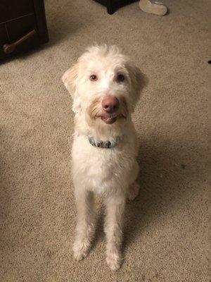 Levi, my labradoodle, after his grooming! Looking so handsome!