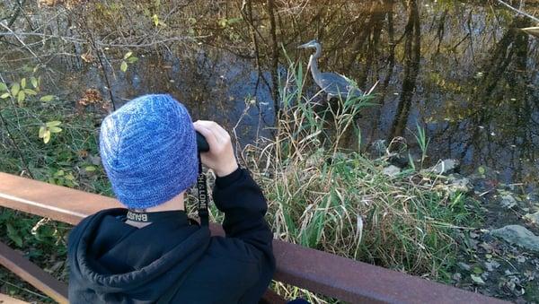 Great Blue Heron !