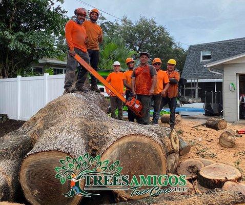 Trees Amigos Tree Care