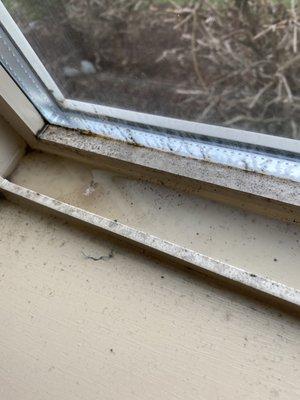 Water and mold in window