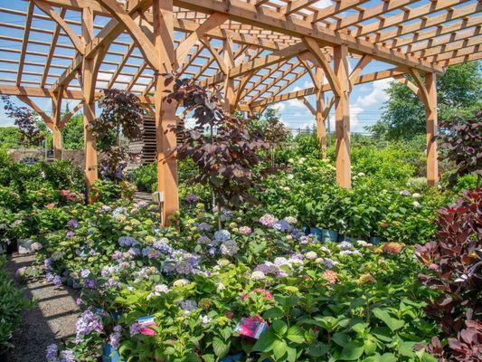 nursery in bloom