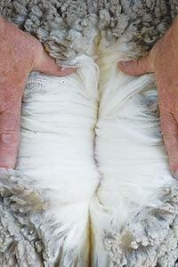 Merino Wool in natural state