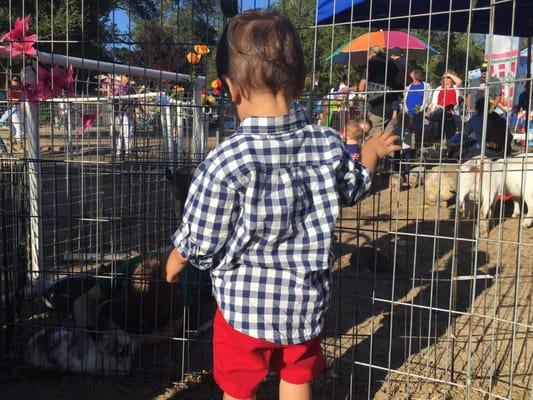 Petting zoo on 4th of July