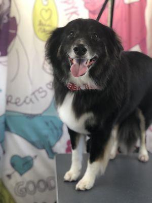 Walker the border collie