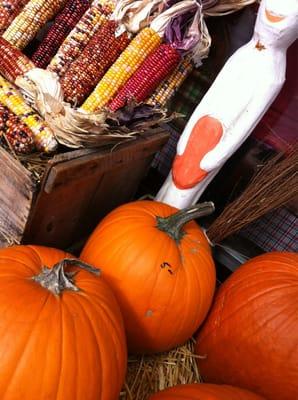 There's a pumpkin shortage in Newton. Here they are!!!