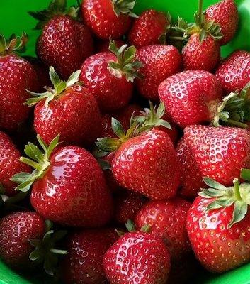 5/31/2024 We are now open for u-pick strawberries!!