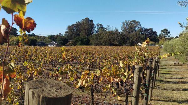 Late Harvest in Vineyard