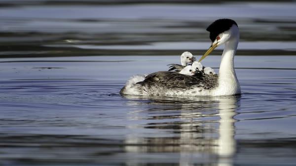 Clarks Grebe