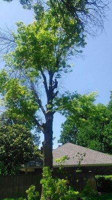 Brookhaven Blvd. Large oak removel Over A house