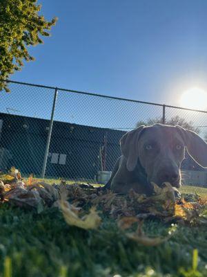 Doggy Daycare