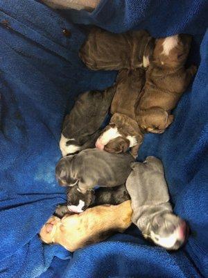 Missi's 9 puppies delivered @ RVH by Dr Hummel & amazing staff