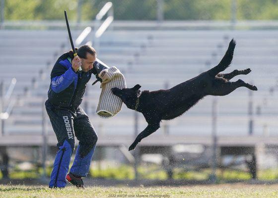 Camilla and Dirty 2022 AWDF National IGP Championship