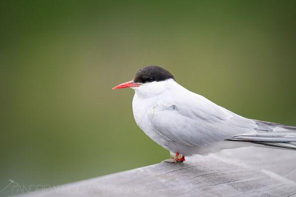 Arctic Tern