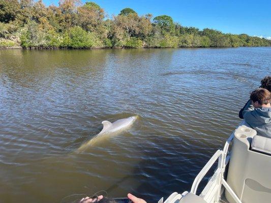 Dolphins