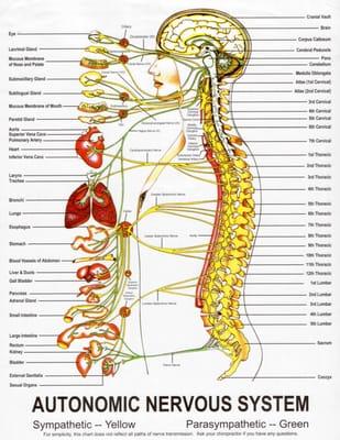 Autonomic Nervous System