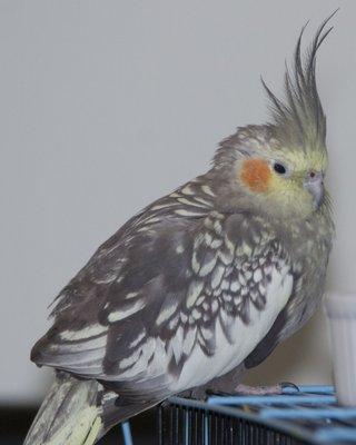 our cockatiel girl, princess