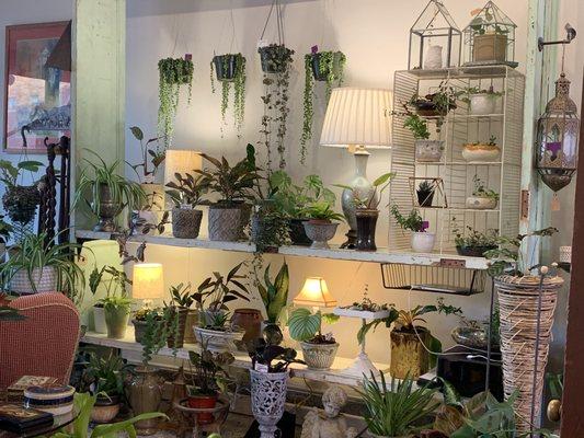 MKE Plants & Vintage Goods has a beautiful selection of unique and exotic house plants.  We get new varieties all the time!