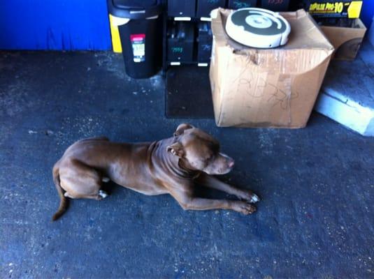 Shop dog protecting the batteries.