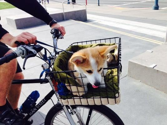 Ruby loves to run into us along the SF waterfront!