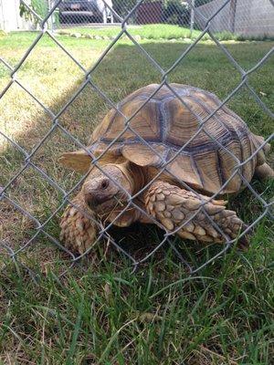 The resident tortoise - Rock