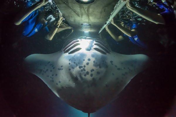 Up Close & Personal with the Manta Rays on the Night Manta Experience