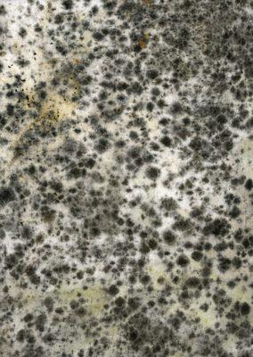 Mold