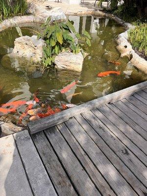 Koi fish outside