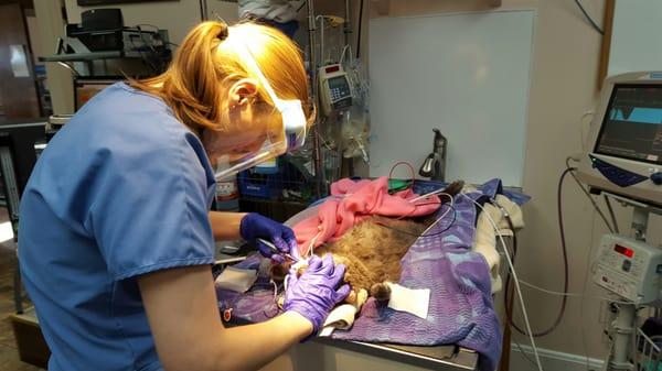 Dr Eiss performing a dental procedure on a cat.