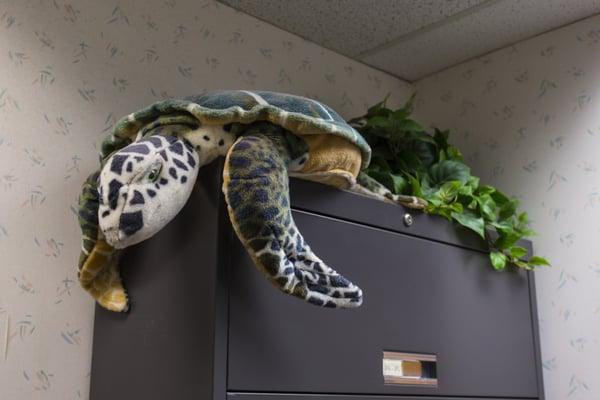 The stuffed turtle has a watchful eye and a welcoming presence