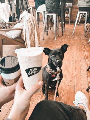 the caterer, a cappuccino, and a cute pup