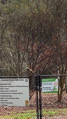 Hawk at the dog park