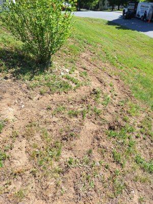 Why they decided to circle this tree on a hill. The first 2 times it ripped up the lawn... did they think the 3rd would be different ?