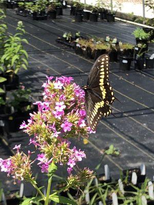 Jeanna Garden Phlox in front of their Native Hoop house