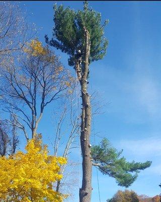 Elevate your outdoor space with our top-tier tree trimming services. From precise pruning to meticulous shaping, we enhance the beauty and h