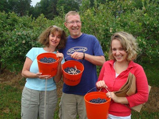 Picking Blue Berries in Michigan