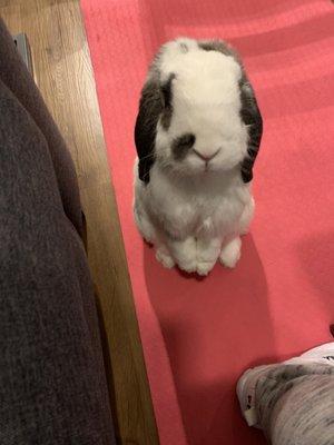 This is Oliver! My 4 year old Holland lop.