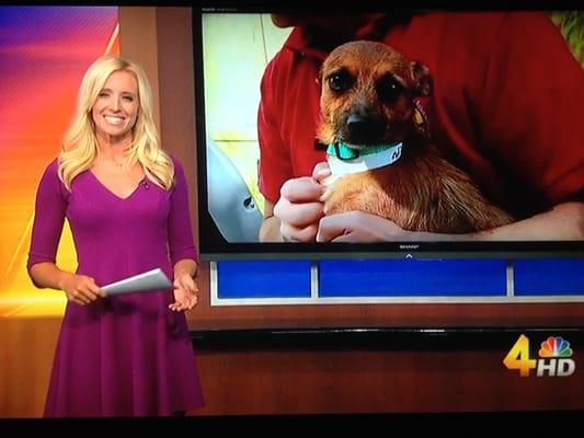 @moreatmidday @kacyhagerty #PetOfTheWeek "Bandit" Adopted!