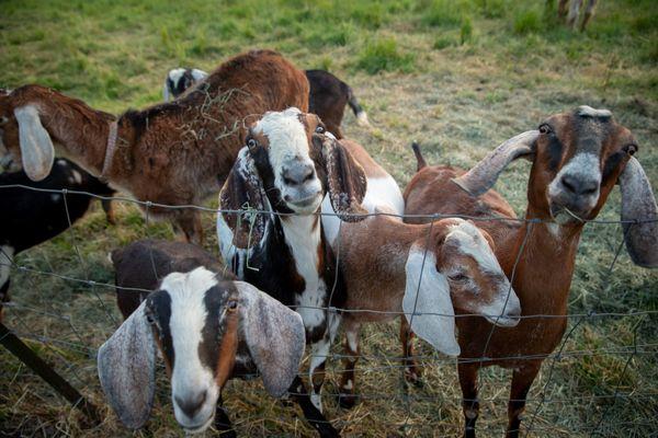 Our Farm Friends!