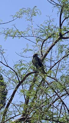 A beautiful crow that come to watch every day