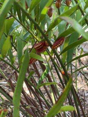 Caterpillar of Atala butterfly