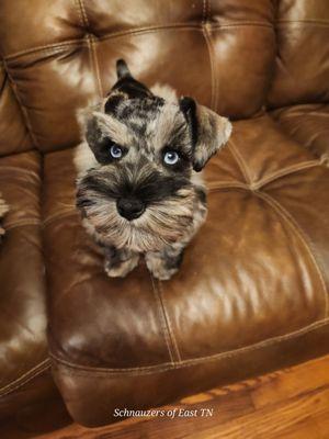 Schnauzers of East TN