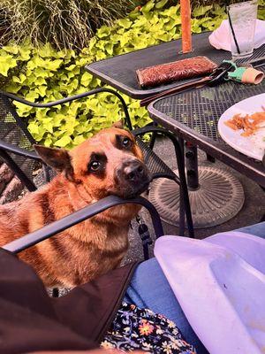 dog, empty plate ,