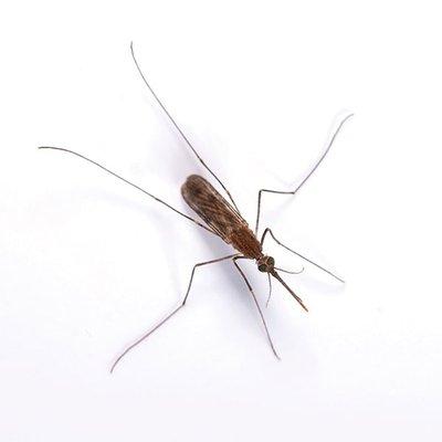 mosquito pest control at A&C pest management