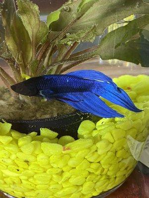 Male Betta blue fish