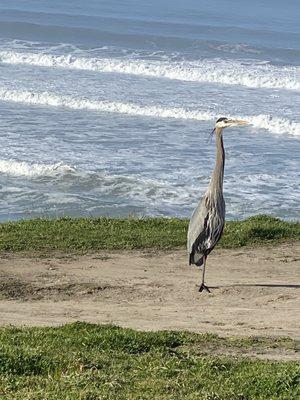 1 Great Blue Heron on the park ground of San Gregario State Beach!