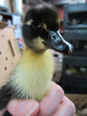 Mallard Duckling