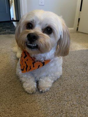 Festive bandanas for Halloween