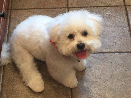 Teddy is looking great with his new haircut. 6 month old Bichon frisée Maltese mix