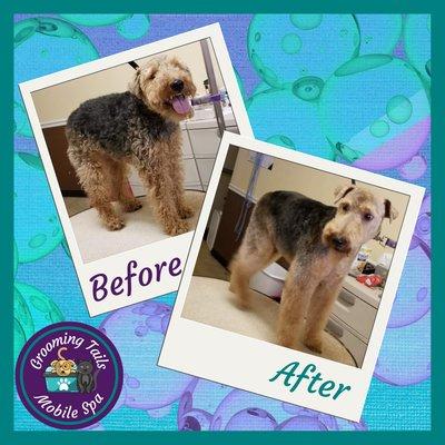 Wire-haired Fox Terrier - Full Service Groom plus De-Shed Package,
 
 Grooming Tails Mobile Spa
 Book Your Appointment!!!
 1-928-456-7387