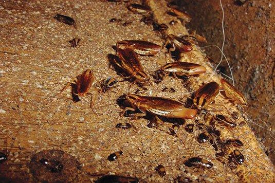 Cockroaches